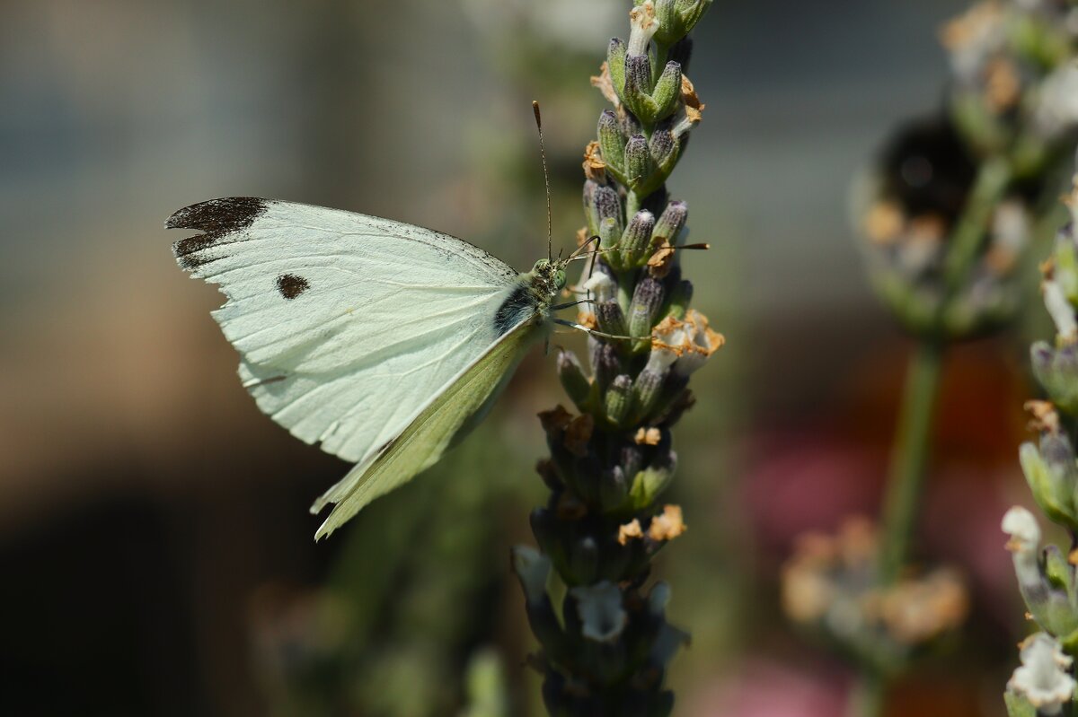 Из жизни бабочки - Юрий. Шмаков