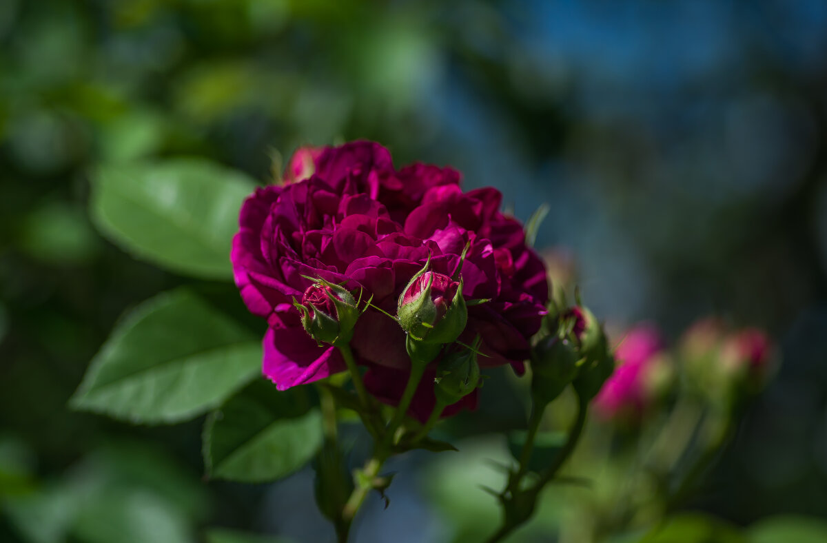 Летнее настроение.... - Sergey (Apg) Летнее настроение.... - Sergey (Apg)