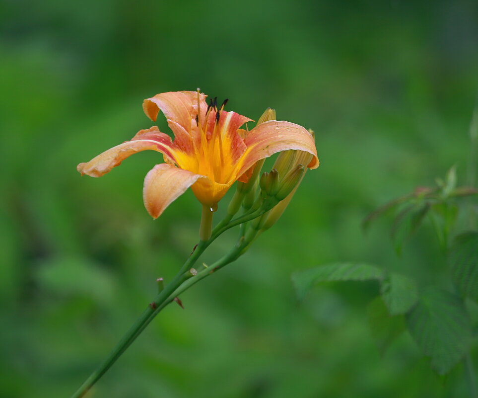 про лето яркое цветущее - Andrey Bragin 