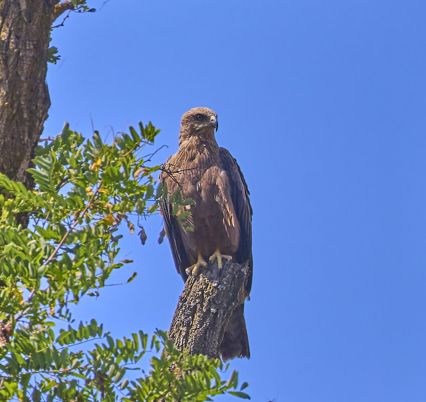 Коршун... - Александр Посошенко