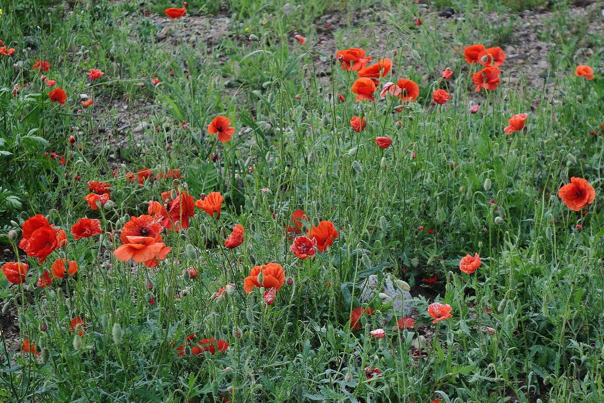 Мак - Рита Симонова