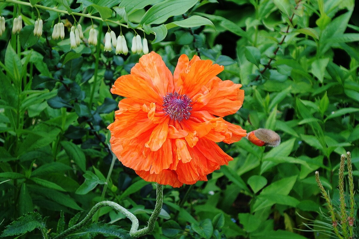 Мак - Рита Симонова