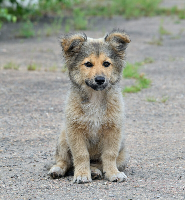 Такой милашка у нас на работе  появился ... - Евгений Хвальчев