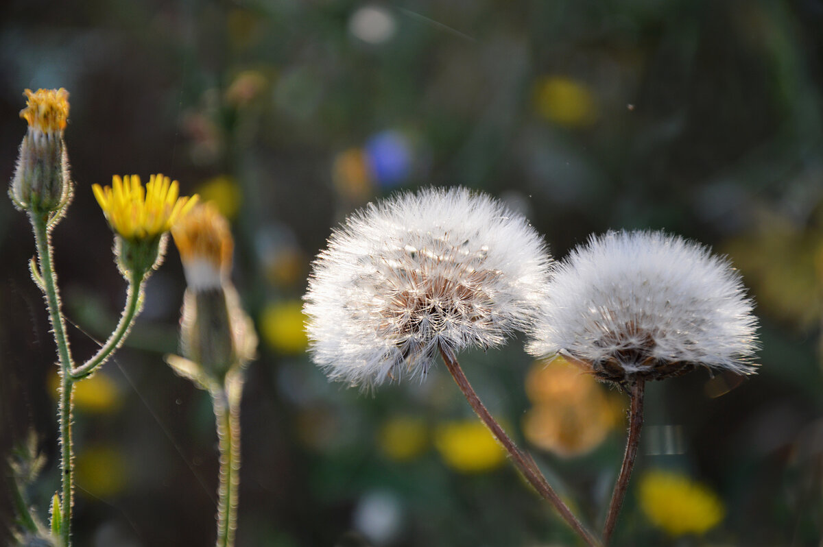Сильная жара, только такая красота радует... - Надежда Куркина 