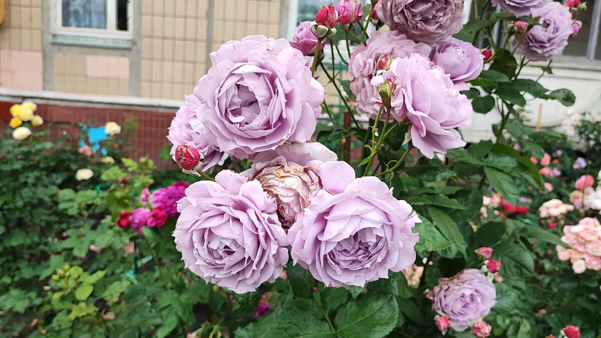 ,,, - Сергей Тимоновский