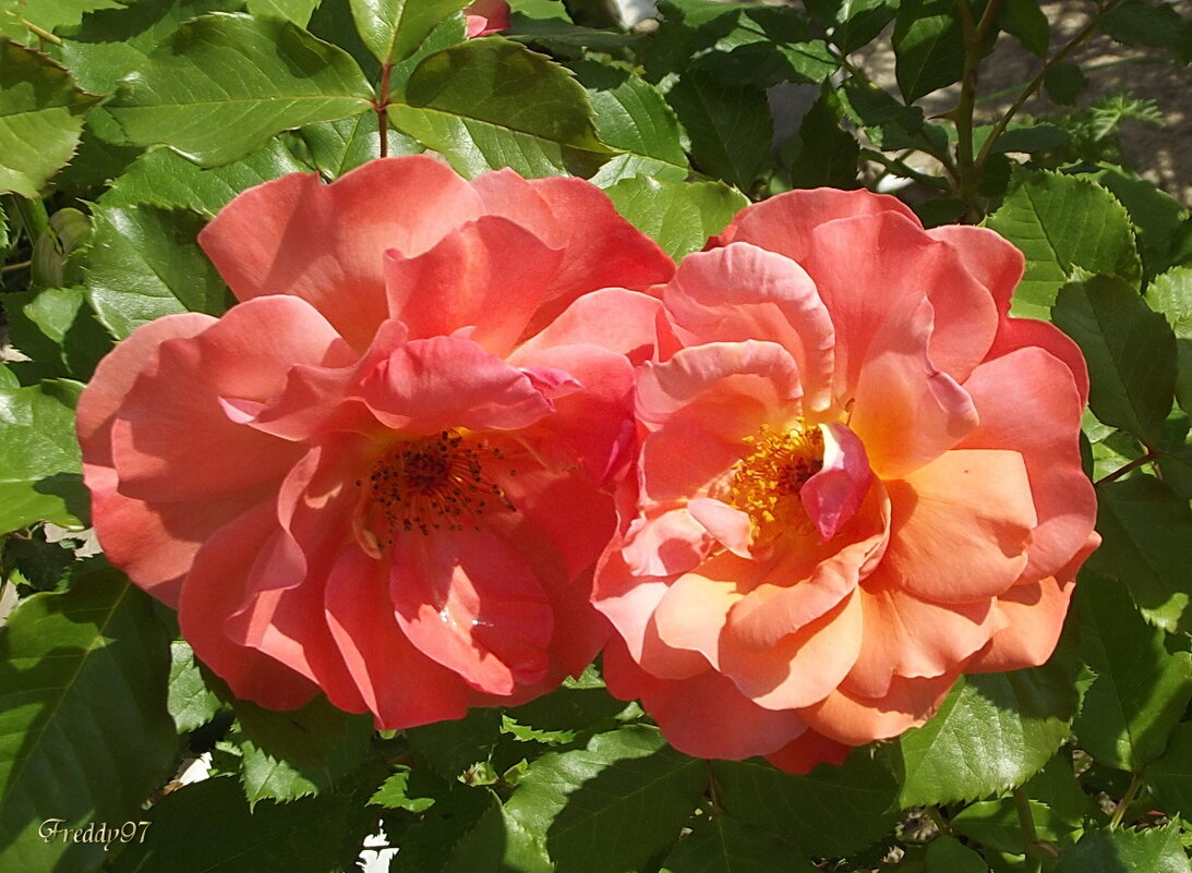 Розы - Freddy 97