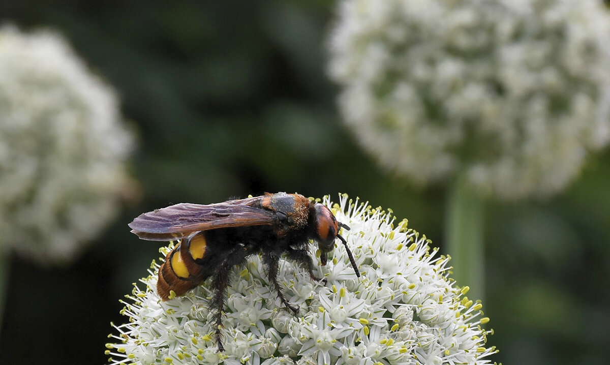 Сколия волосистая - Александр Сколия волосистая - Александр