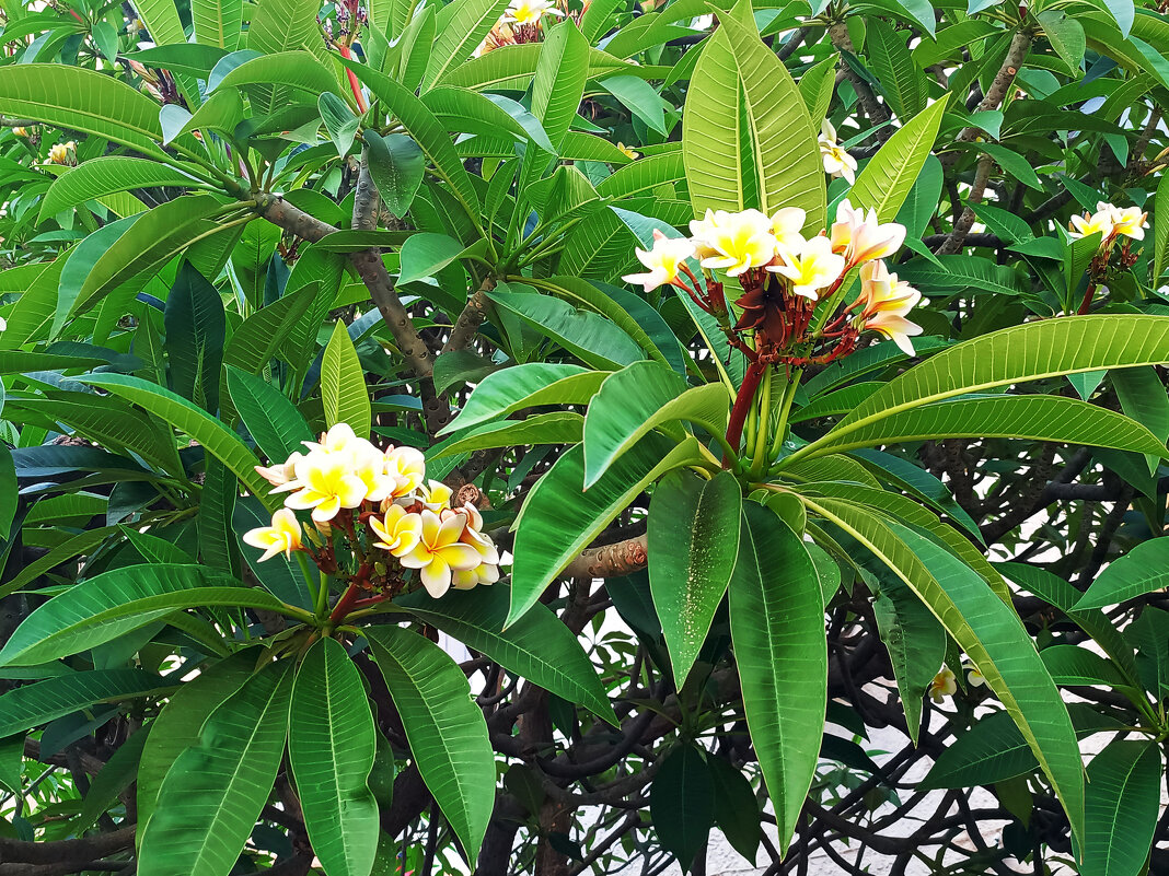 Плюмерия. - Argaman Табашник