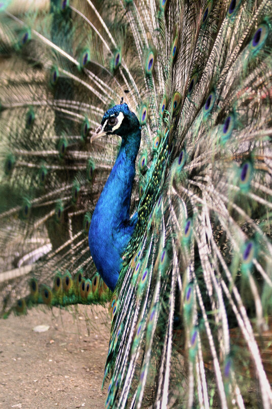 "Не птица, а драгоценный камень! Символ роскоши и богатства!" - Арина Невская