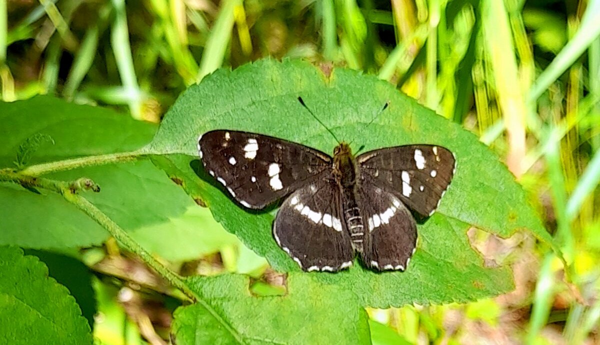 Кареглазка Эгерия - бабочка . - Мила Бовкун Кареглазка Эгерия - бабочка . - Мила Бовкун
