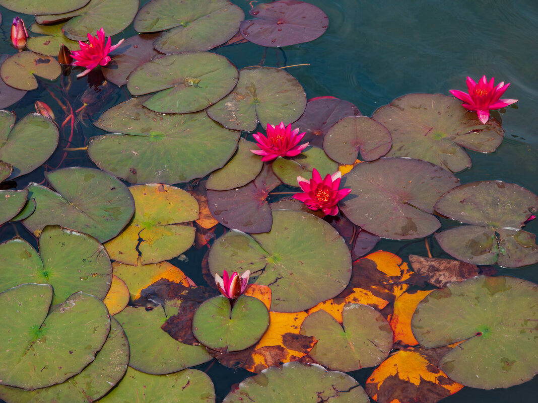 Лотос красный. - Борис Калитенко Лотос красный. - Борис Калитенко