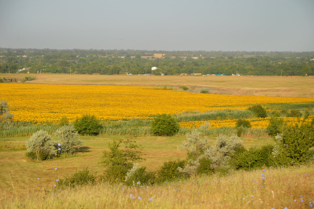 Цветет подсолнух - Надежда Куркина Цветет подсолнух - Надежда Куркина