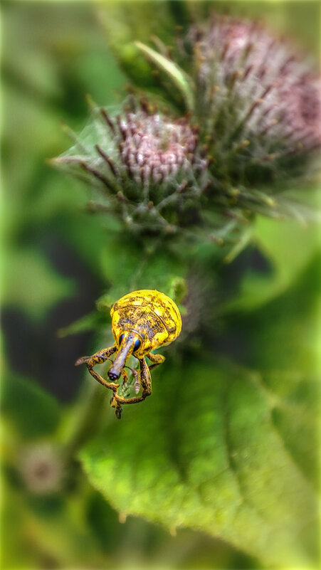 Минускулы(букашки) - AZ east3