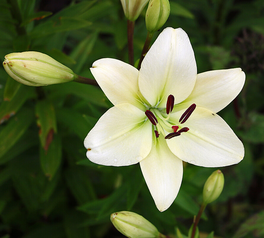 Июль - время лилий - Светлана 