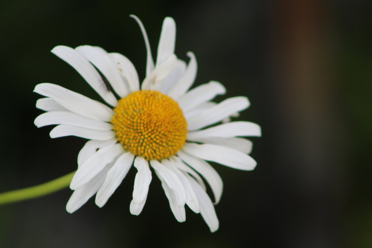 To be  или любит - не любит - ii_ik Иванов