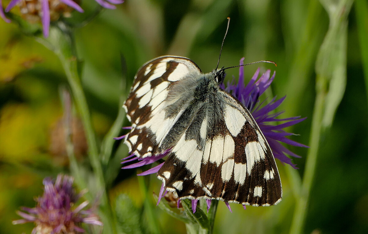 и снова бабочки 10 - Александр Прокудин и снова бабочки 10 - Александр Прокудин