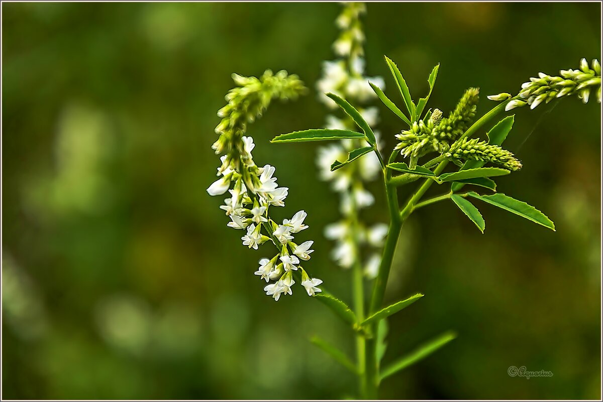Травы... - Aquarius - Сергей