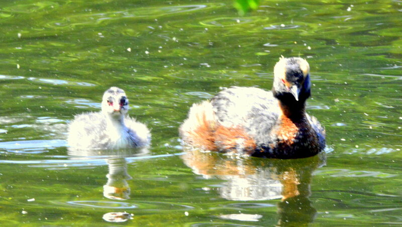 Красношейная поганке с утенком - 2 - Сергей Красношейная поганке с утенком - 2 - Сергей