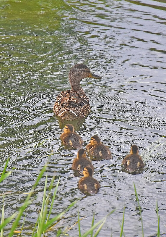 Уплыли! - Валентина  Нефёдова 
