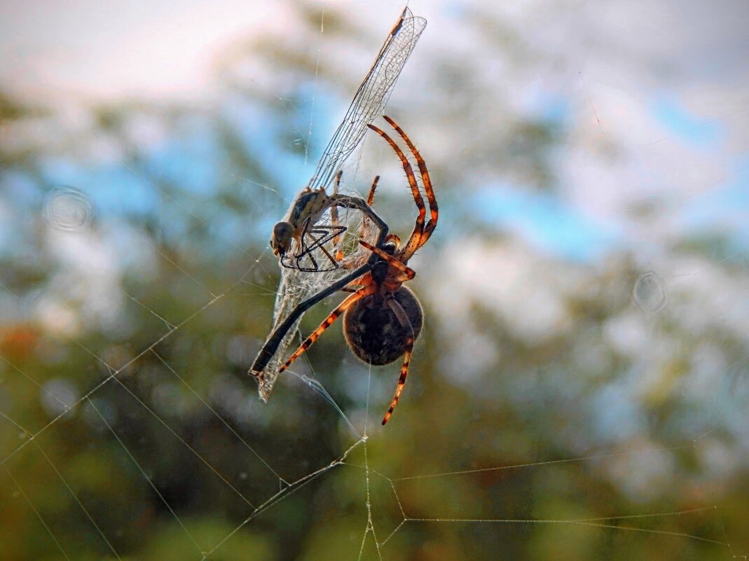 Се Ля Ви!  :( - Елена Хайдукова  ( Elena Fly )