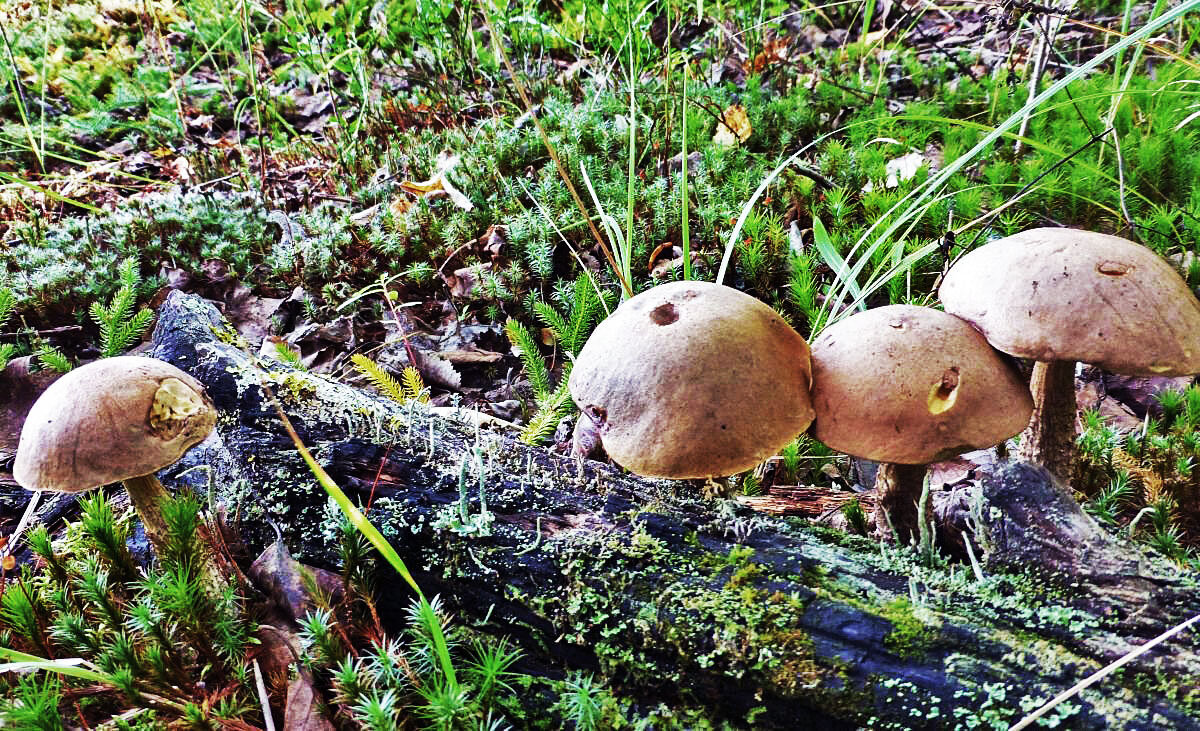 Август...Молодые обабки! - Владимир Август...Молодые обабки! - Владимир