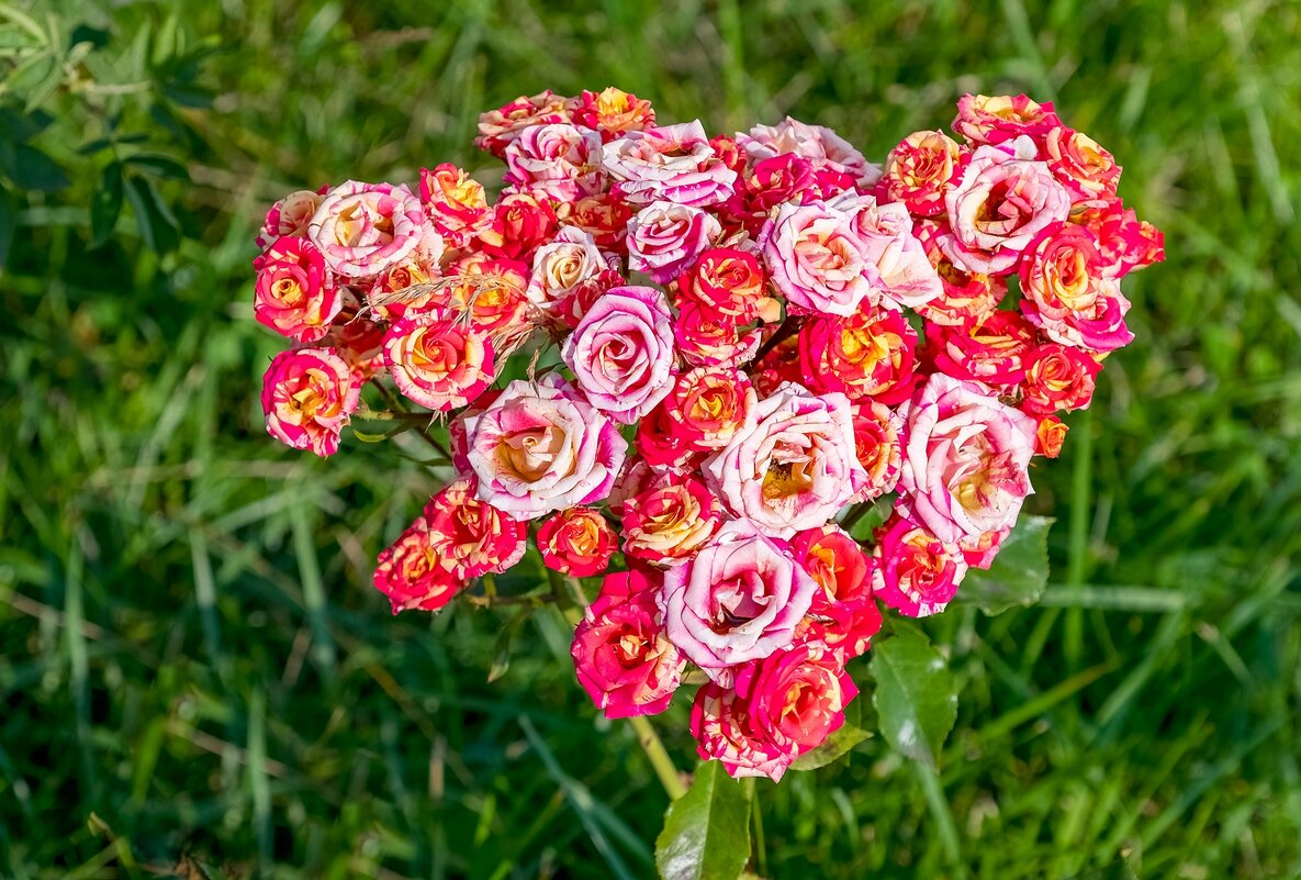 Сердце из роз - Валерий Иванович