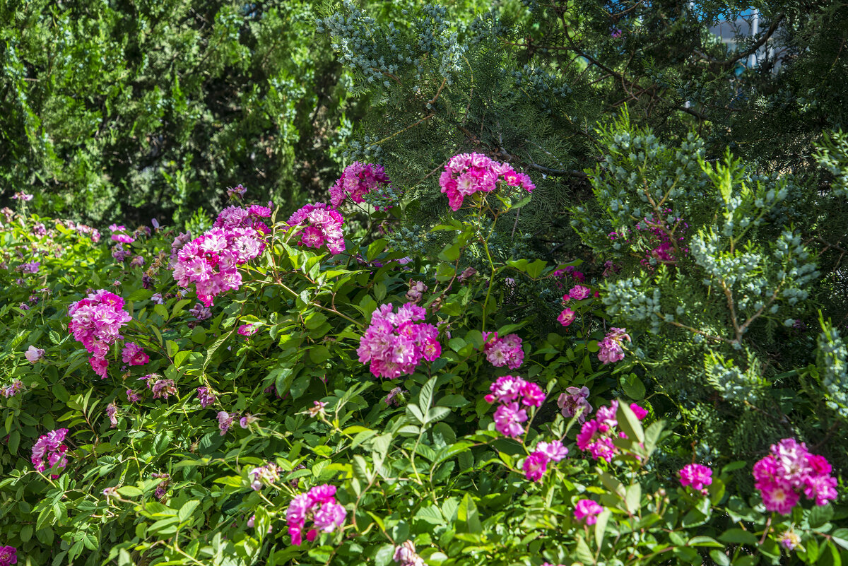 Розы - Анатолий Чикчирный