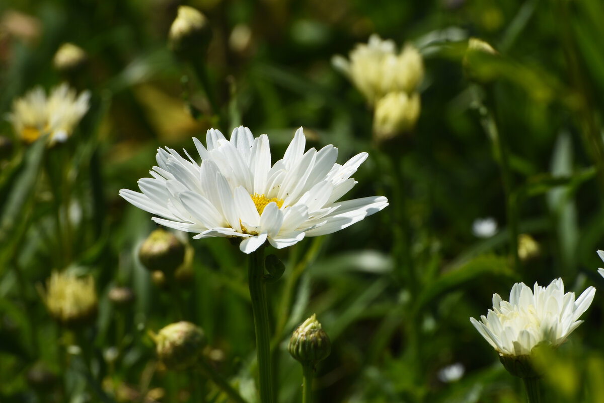 Москва. Битцевский лес. - Наташа ***** Москва. Битцевский лес. - Наташа *****