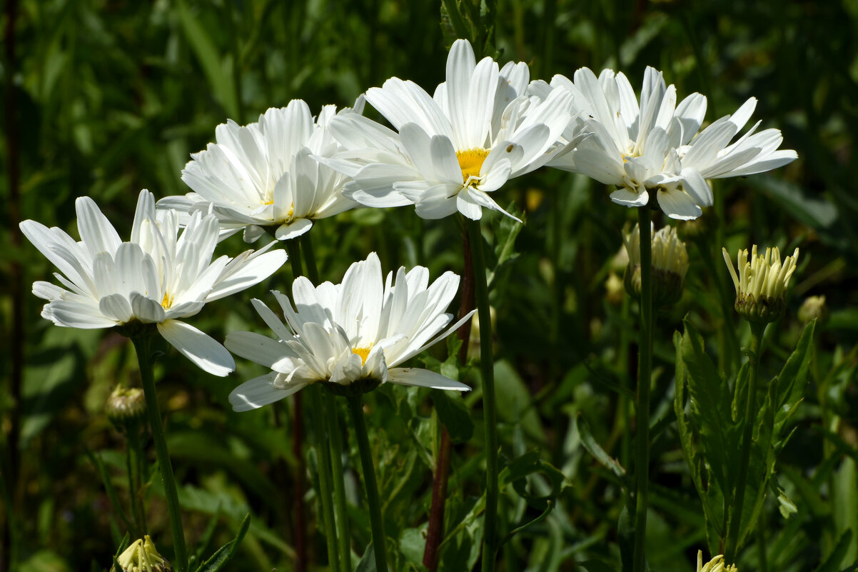 Москва. Битцевский лес. - Наташа *****