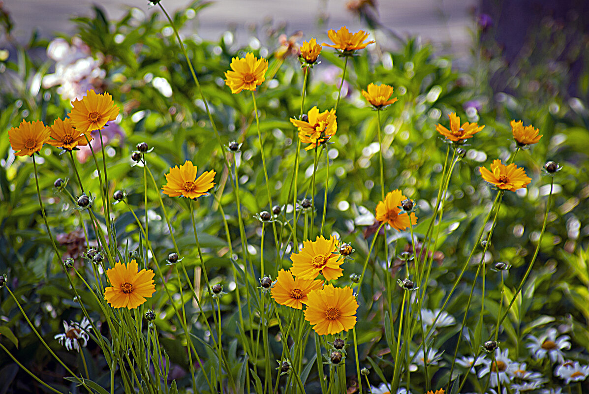 Цветы, цветы ... - Владимир Кроливец