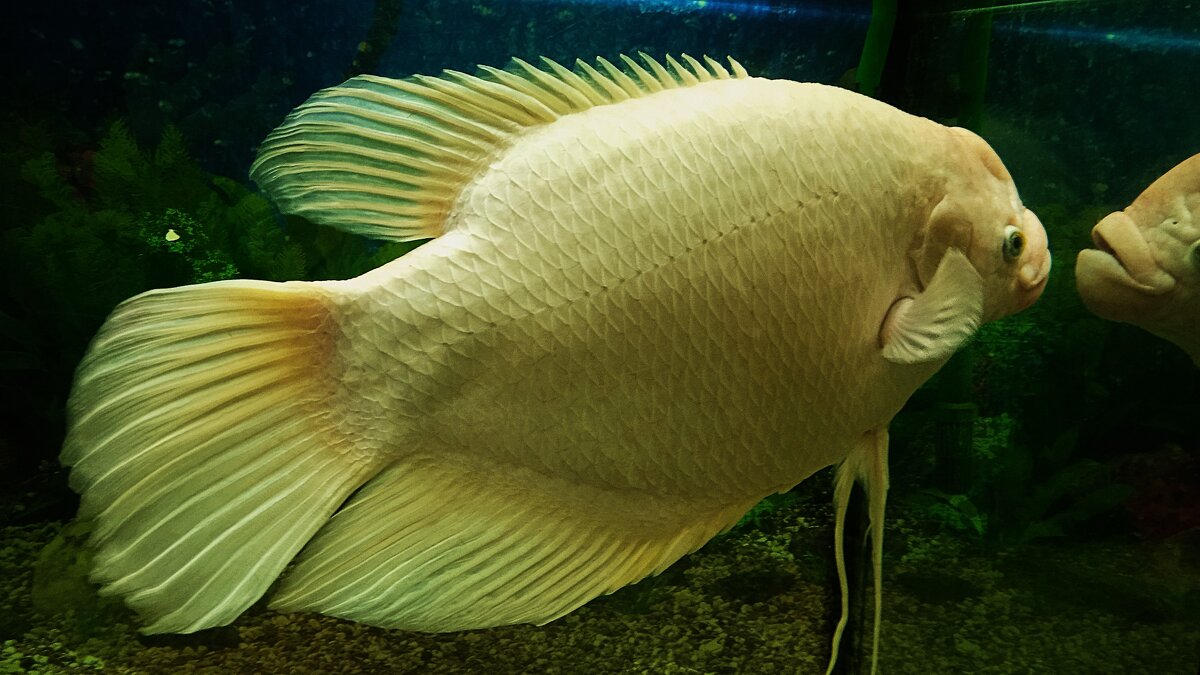 Зоопарк   Воронеж - Елена Шаламова