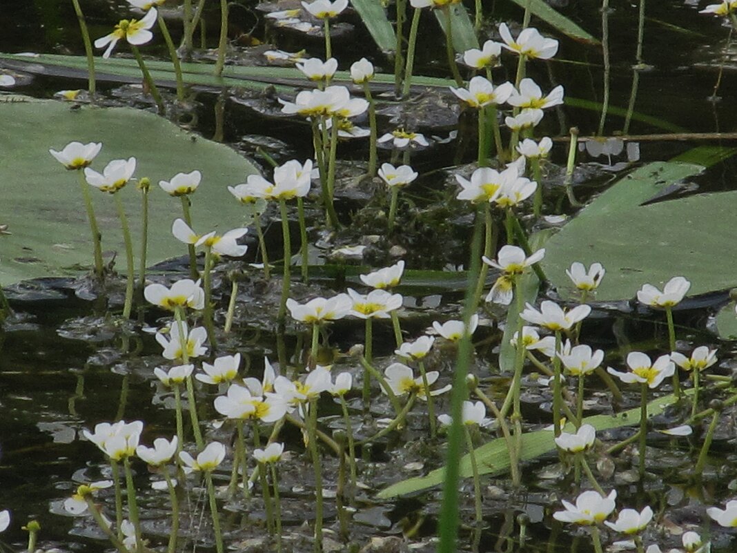 Усманка - Елена Шаламова Усманка - Елена Шаламова