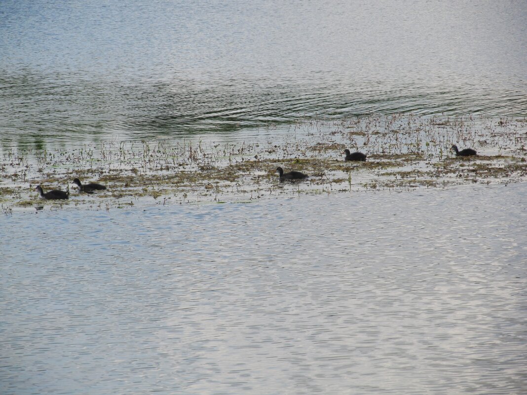 Усманка - Елена Шаламова