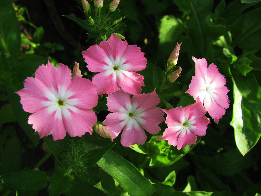 Нежность - Людмила Смородинская