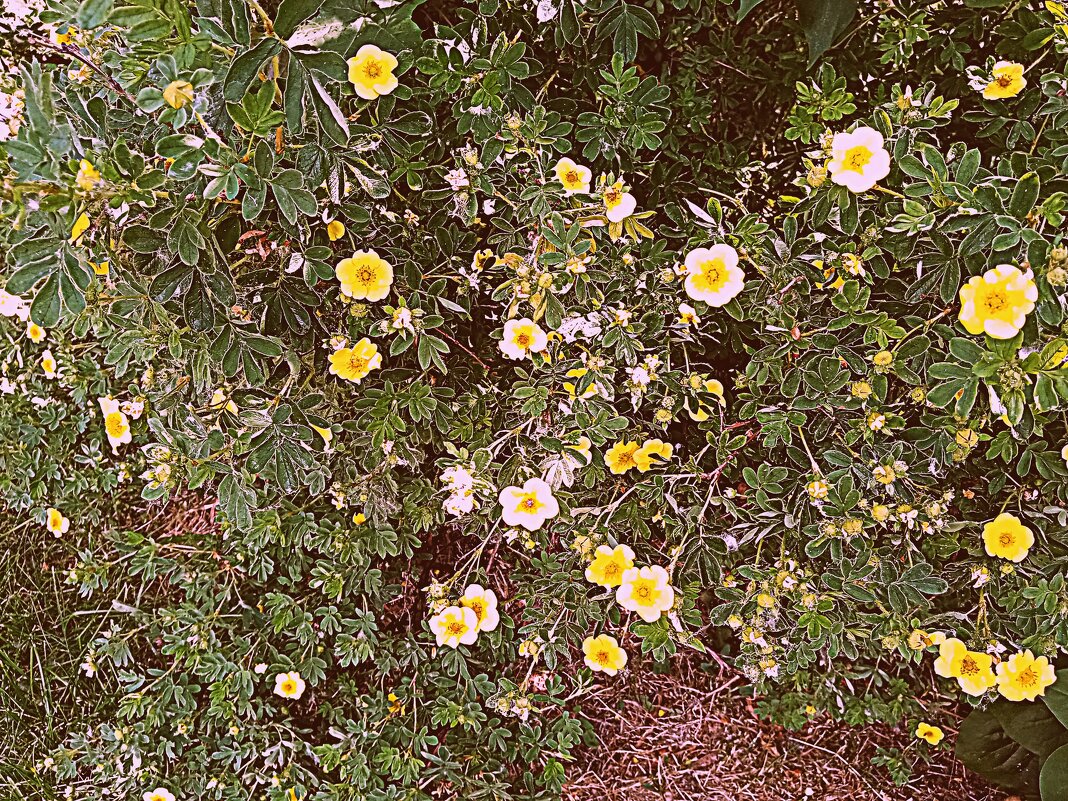 Цветы. - Владимир Драгунский