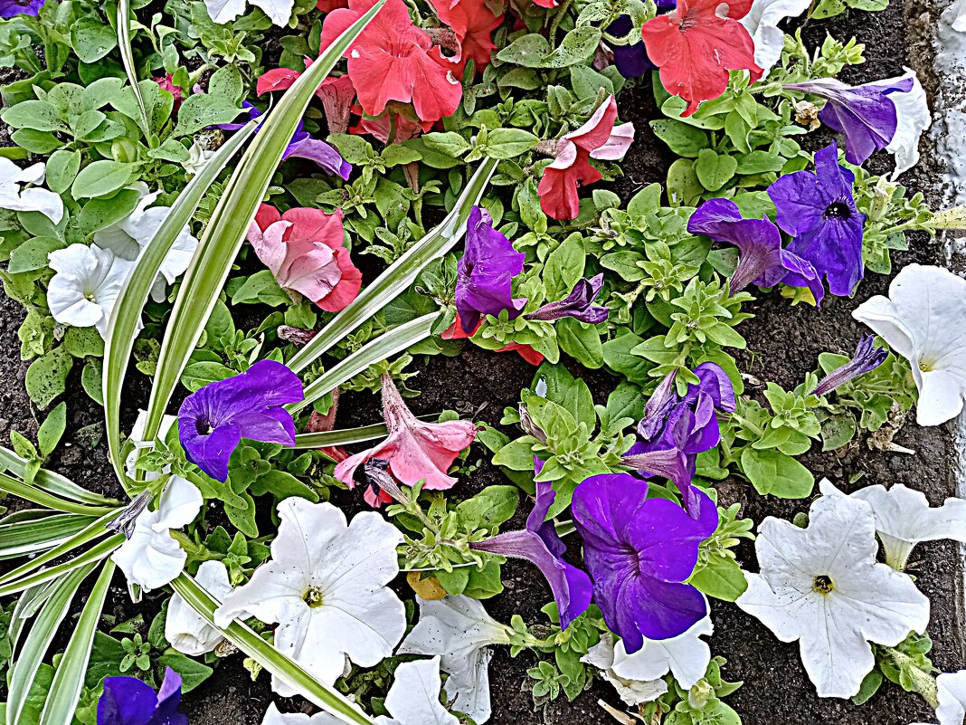 Цветы. - Владимир Драгунский Цветы. - Владимир Драгунский