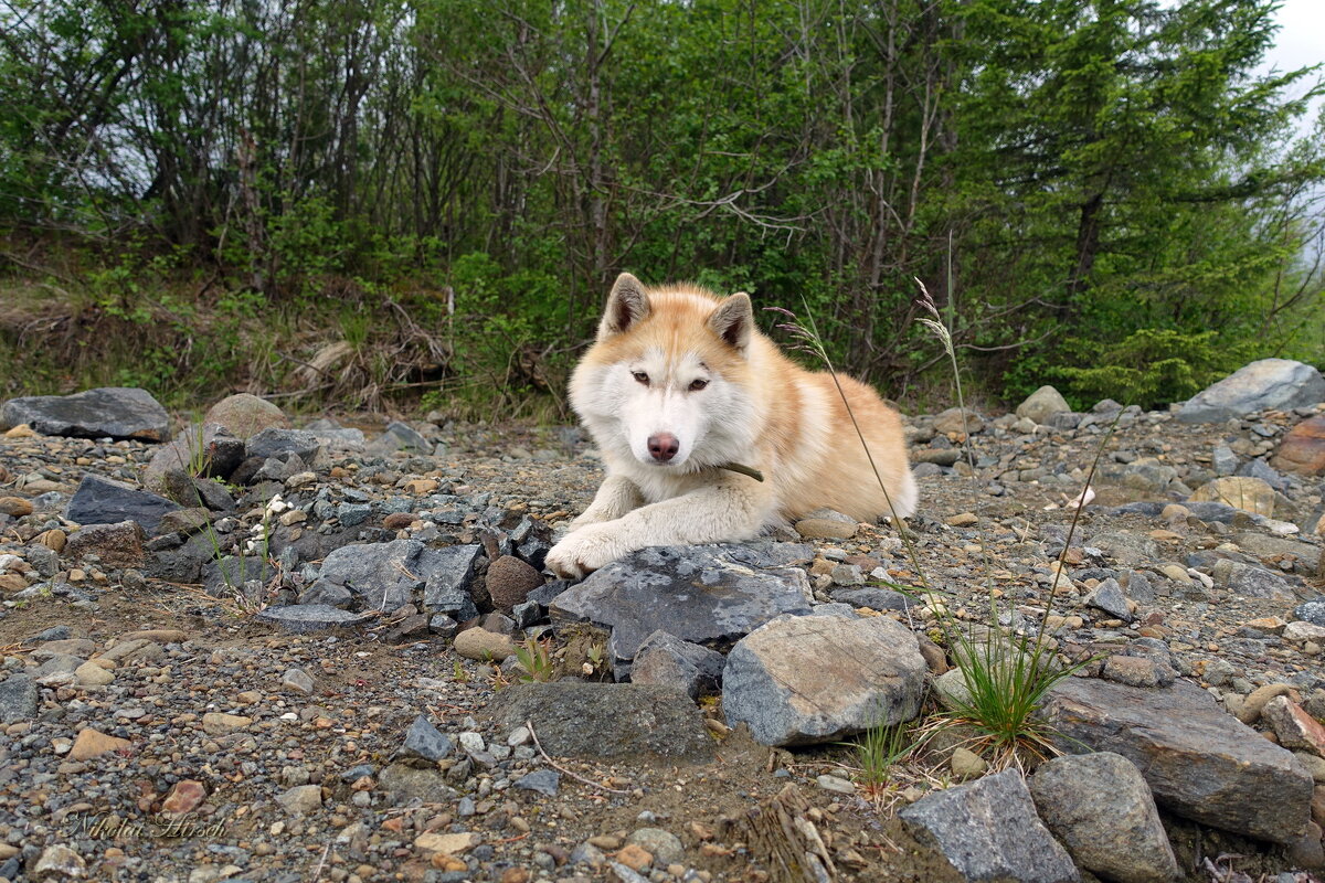 Суета сует... - Николай Гирш Суета сует... - Николай Гирш