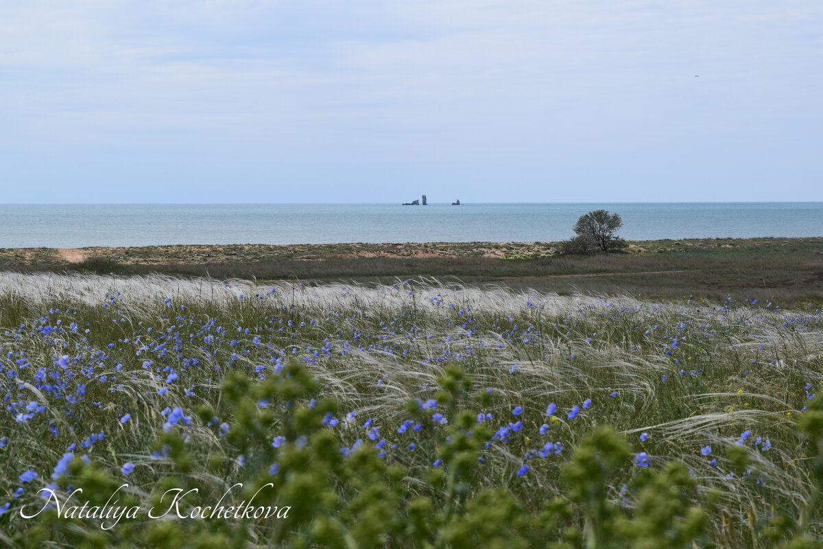 Природа Крыма - Amazing Cosmea