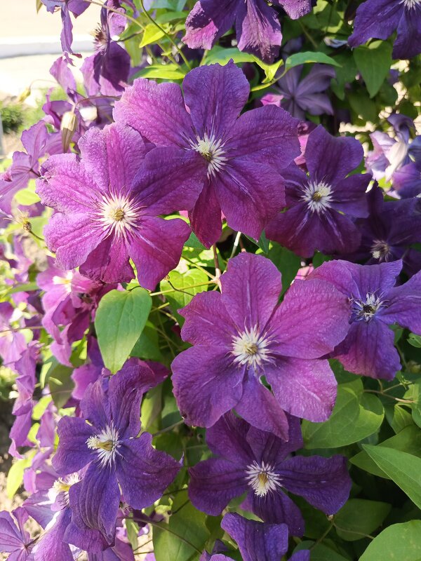 Клематис - Татьяна Пальчикова