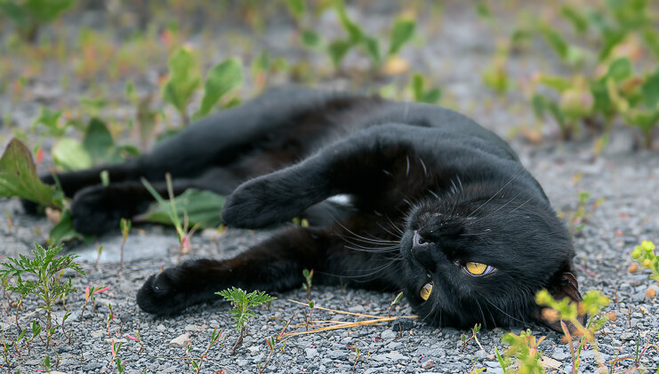 Хорошо сегодня на улице , не жарко ... - Евгений Хвальчев