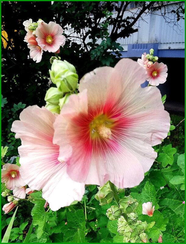 Шток-роза (мальва) - Ольга Довженко