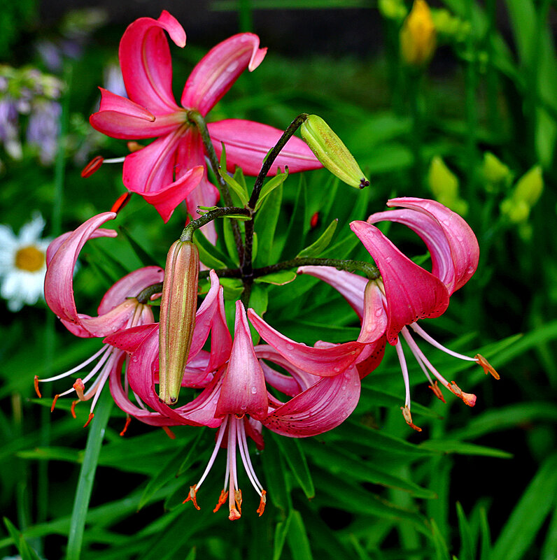 Лилия кудреватая (розовая дымка) - Светлана 
