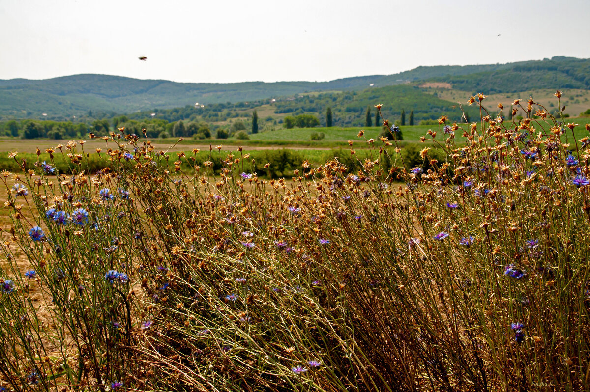 "-" - Светлана Фокша