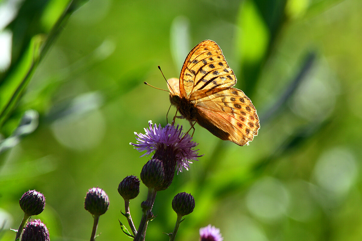 Зима  спросит,  где  лето  было. - Геннадий Супрун