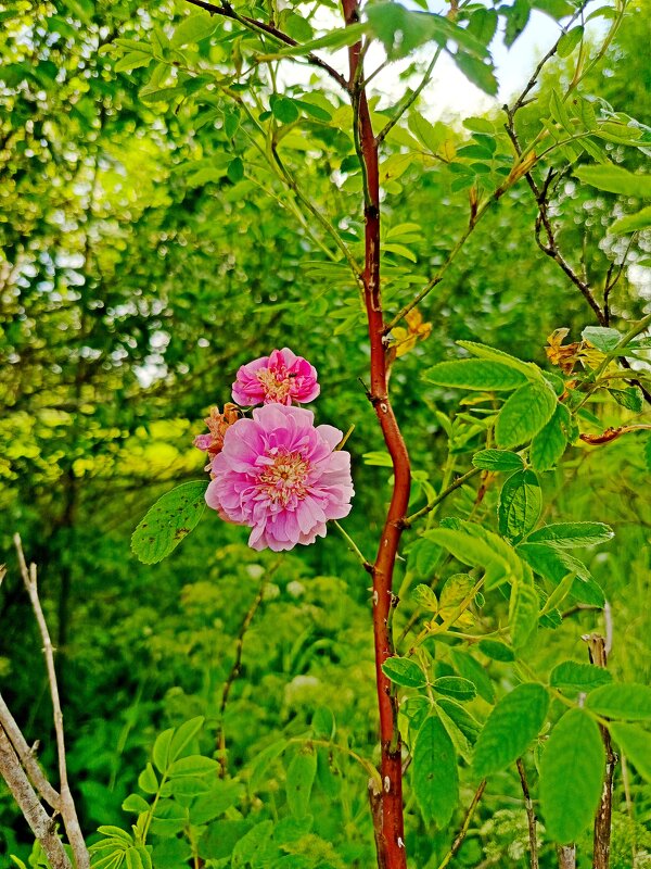 Люби розу, не срывая ее.... - Vladimir Semenchukov Люби розу, не срывая ее.... - Vladimir Semenchukov
