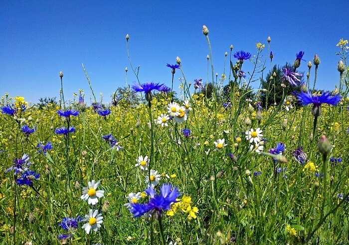 Июль - Елена 