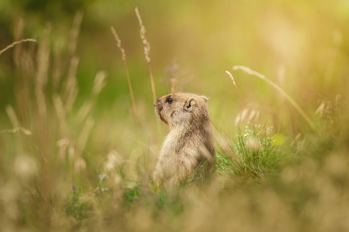 Байбак - Alex Bush