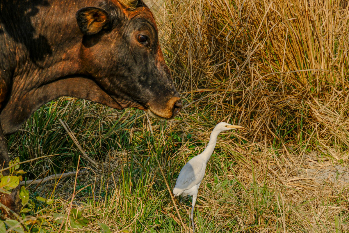 Давид и Голиаф - Георгий А