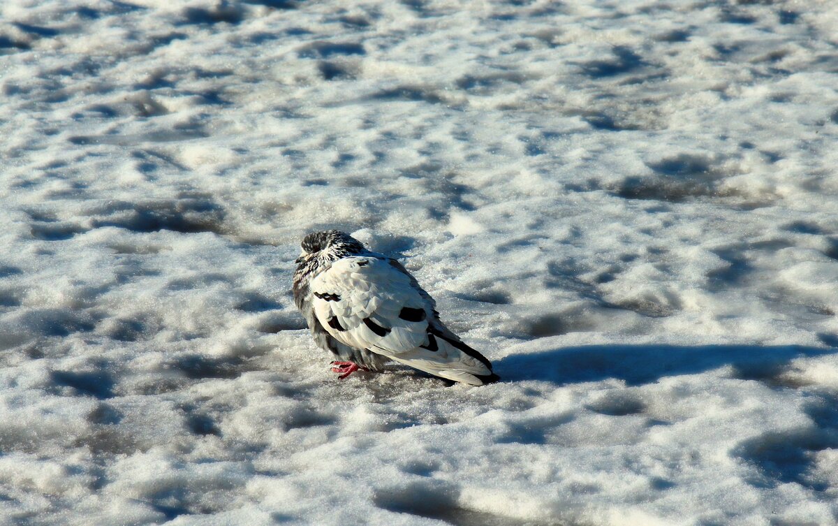 *** - веселов михаил 