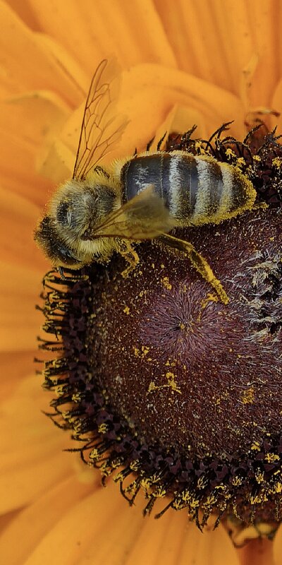 пчела - Наталия 